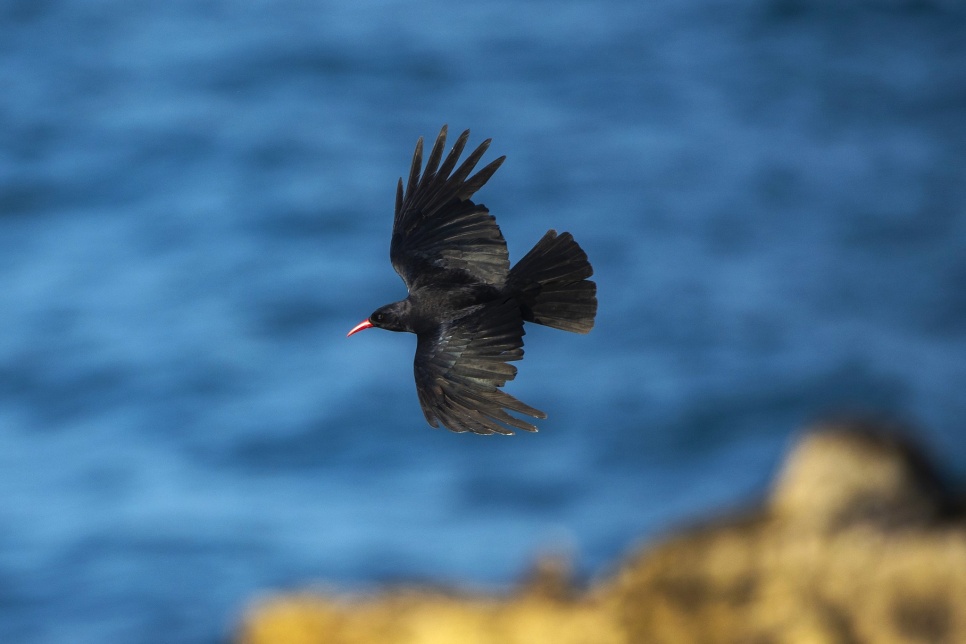 A black bird with a red bill flying over a coastal backdrop.