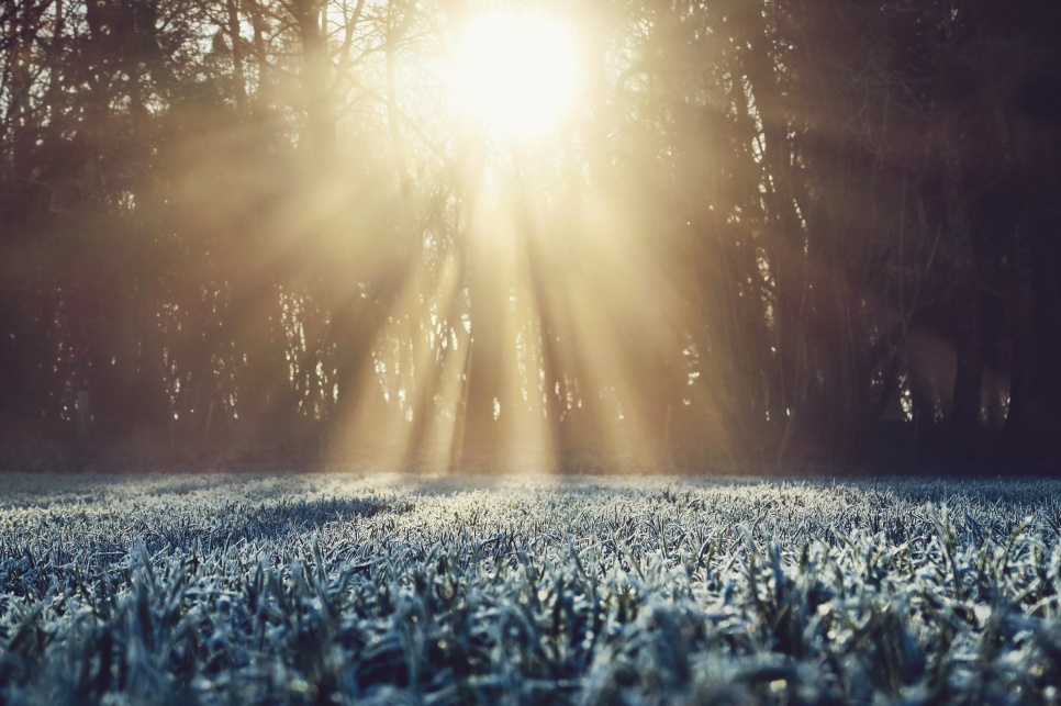 Sunrays through trees onto a frost foreground