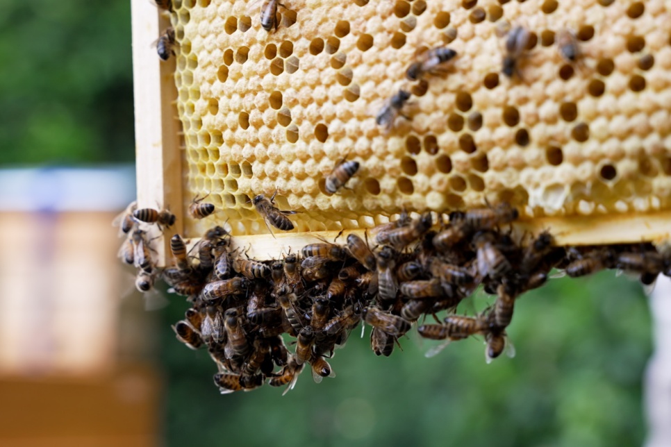 Photograph of bees on a a part of a beehive / Ffotograff o wenyn ar ddarn o gwch gwenyn  